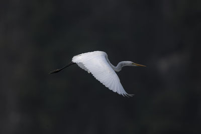 Side view of bird flying against sky at night