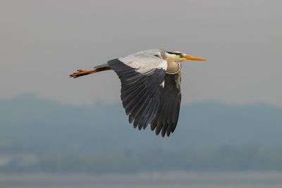 Spotting a heron at the lake of constance in altenrhein in switzerland 28.4.2021