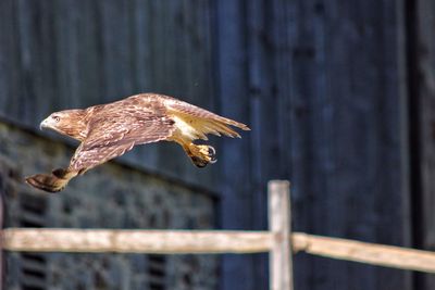 Close-up of red-tailed hawk flying