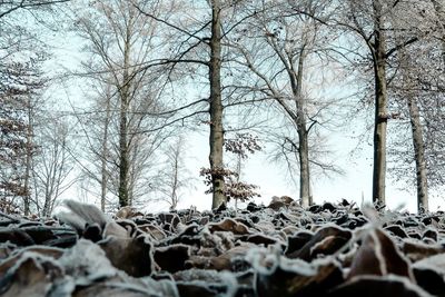 Bare trees on field during winter