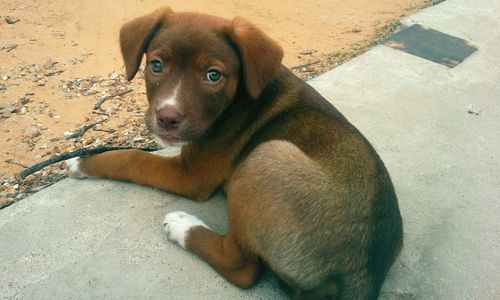 Portrait of a dog