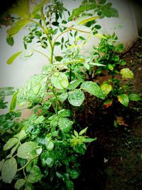 Close-up of fresh green plant