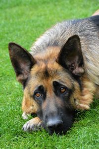 Portrait of dog lying on grass