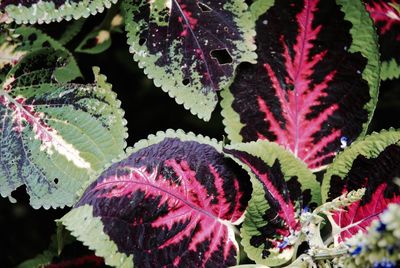 Close-up of plants