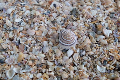 Close-up of seashell on pebbles