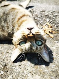 Close-up portrait of a cat