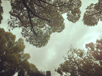Low angle view of trees against sky