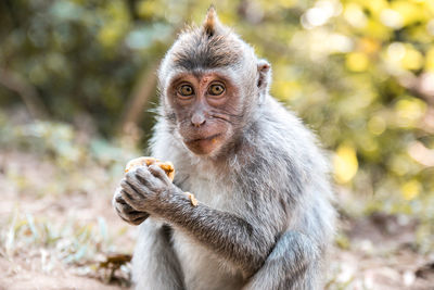 Portrait of monkey sitting on land