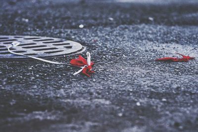 Close-up of red leaf