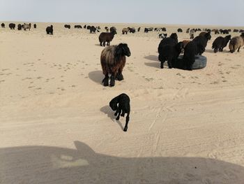 View of a desert