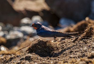 Close-up of barn swallow on the ground