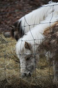 Horse on field in ranch