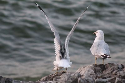 Close-up of seagull perching on shore