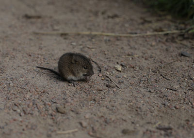 Close-up of mouse