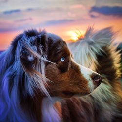 Close-up of dog during sunset