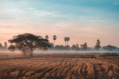 Scenic view of field against sky during sunset