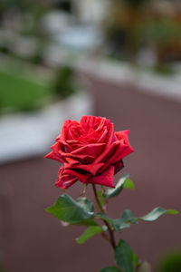 Close-up of red rose