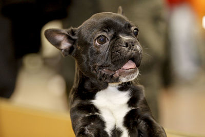 Close-up of a dog looking away