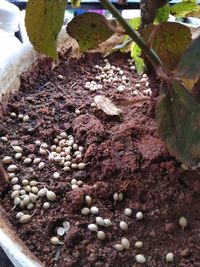 High angle view of potted plant in container