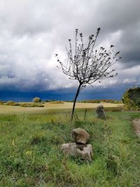 View of tree on field against sky