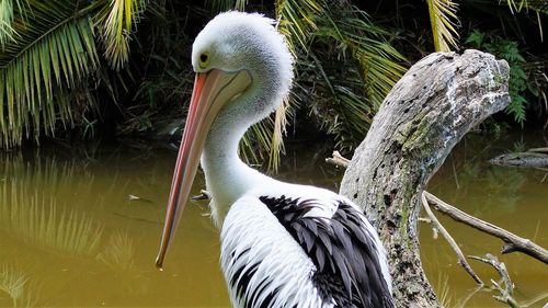 Close-up of pelican on lake