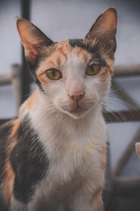 Close-up portrait of tabby cat