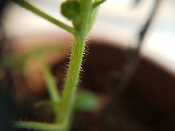 Close-up of fresh green plant
