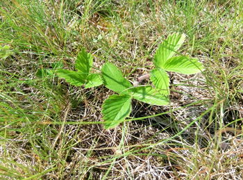 Close-up of fresh green grass