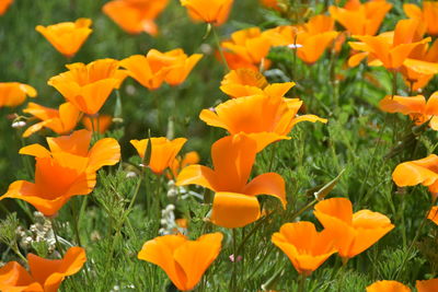 Close-up of yellow flowering plants on field