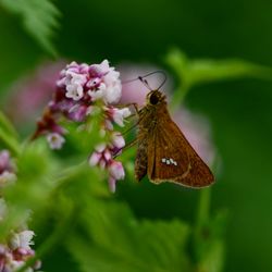 Close-up of butterfly pollinating on flower