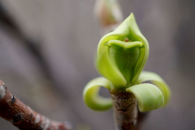 Close-up of flower bud