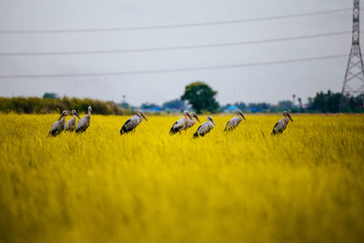 Birds on grassy field against sky