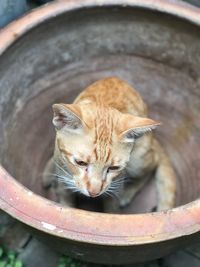 Close-up portrait of a cat