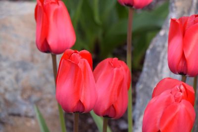 Close-up of red tulips blooming outdoors