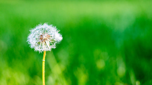 Close-up of white dandelion flower in field