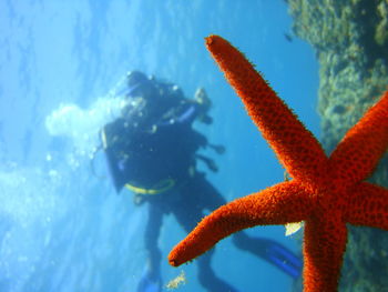 Close-up of starfish and scuba driver in sea