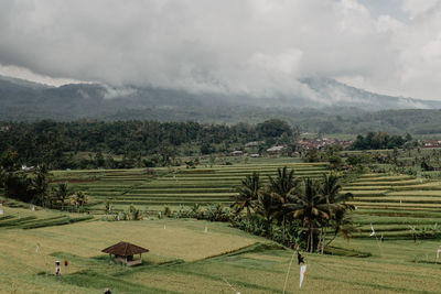 Scenic view of agricultural field against sky