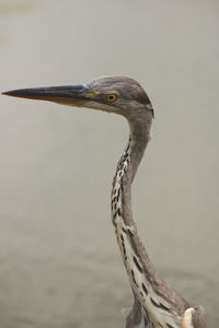 Close-up of a bird