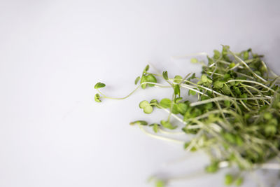 Close-up of fresh green leaves against white background