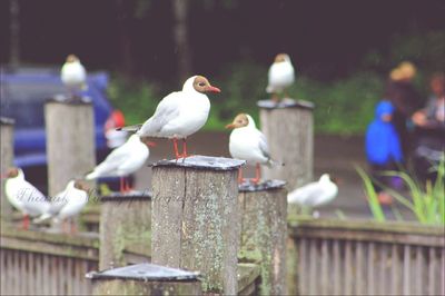 Black-headed gull perching on wooden post