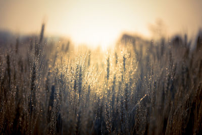 Close-up of plants on field against sky during sunset