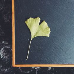 Directly above shot of gingko leaf on blackboard