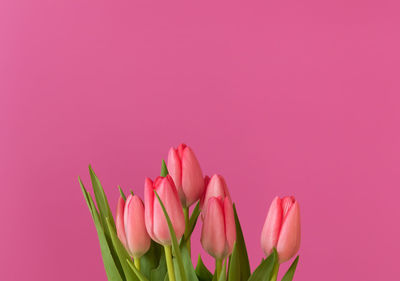 Close-up of pink tulips against red background