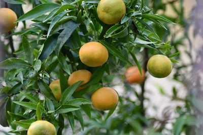 Fruits growing on tree