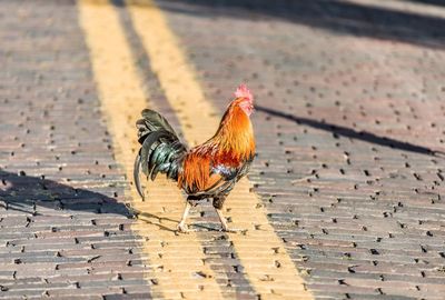 Close-up of rooster