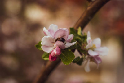 Close-up of pink cherry blossom