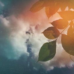 Leaves floating on water