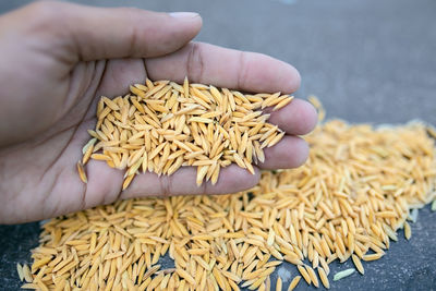 Close-up of hand holding corn