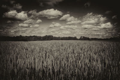 Scenic view of field against sky