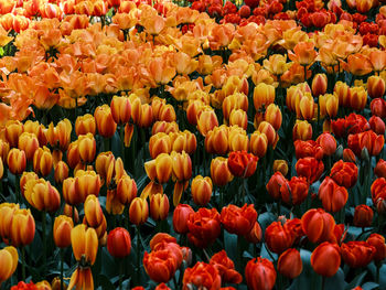 Full frame shot of flowers